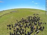 Foto aérea de ganado lechero pastando en el campo floridense - Foto #61552