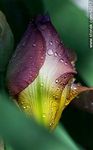 Capullo de iris lila - Foto #62317