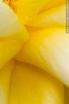 Detalle de rosa amarilla - Foto #62293
