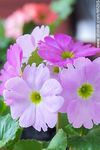Flor de prímula - Foto #66205