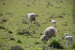 Ovejas con sus corderos - Foto #69169
