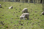 Ovejas con sus corderos - Foto #69167
