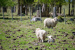 Ovejas con sus corderos - Foto #69160