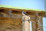 Golondrina en un poste - Foto #70278