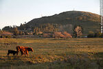 Vaca con 2 terneros con el fondo del Cerro del Verdún - Foto #74958