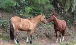 Caballos a la vera del camino - Foto #81038
