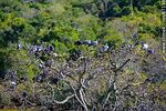 Grupo de palomas tomando sol en lo alto de la copa de un árbol en invierno - Foto #87198