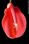 Flor de ceibo - Foto #15617