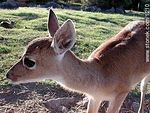 Venado de campo - Foto #1210