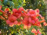 Bignonia o trompa de fuego - Foto #3395
