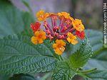 Lantana - Foto #1394