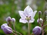 Solanum jazminoide - Foto #1447