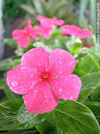 Vinca - Foto #3455