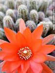 Chamaecereus silvestrii - Foto #1385