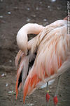 Flamenco limpiándose el plumaje - Foto #29031
