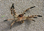 Araña - Foto #17677