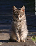  - Foto #19185