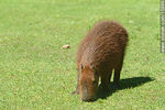 Carpincho en el Zoológico de Tacuarembó - Foto #15996