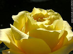 Rosa amarilla - Foto #26353