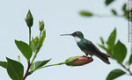Colibrísobre capullo de ibisco - Foto #14526