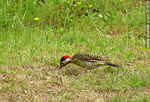 Pájaro carpintero - Foto #21628