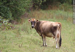 Vaca lechera jersey - Foto #21905
