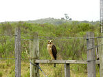 Halconcito - Foto #22190