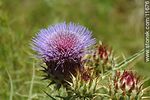 Cardo - Foto #11676