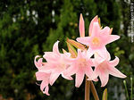 Azucena de flor rosada - Foto #4519