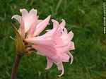 Azucena de flor rosada - Foto #4521