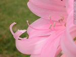 Azucena de flor rosada - Foto #4524