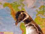 Pingüino embalsamado en clase de Biología - Foto #13640