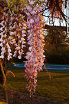 Glicinas en flor al atardecer - Foto #24100